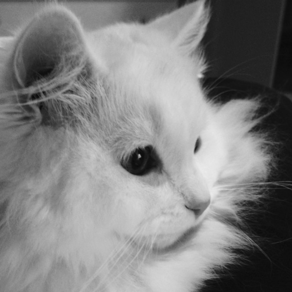 Meet your Posher, Diana